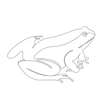 frog amphibia animal one line image