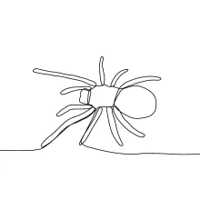 spider arachnids animals one line image