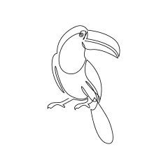 Toucan bird