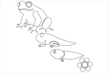 Simple One-Line Frog Drawing to Strengthen Coordination and Visual Memory