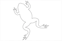 One-Line Frog Drawing for Practicing Animal Poses Without Complex Tools