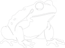 One-Line Toad Drawing: Practice Texture-Free Forms with Bumpy Shapes