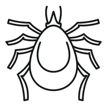 Simple line drawing of a tiny mite insect.