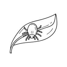 One line illustration of small mite insect.