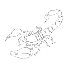 Clean continuous line scorpion sketch from nature.