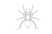 Wild spider continuous line nature sketch.
