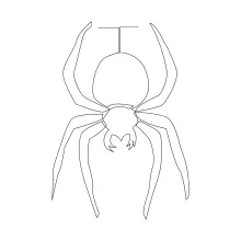 Spider simple drawing using one continuous line.