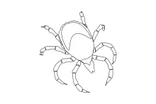 Single line drawing of small tick insect.
