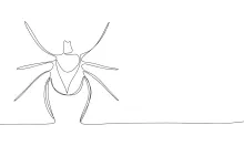 Tick nature art simple line drawing.