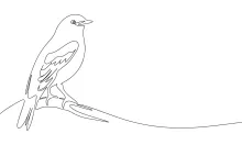 "One-Line Sitting Bird Drawing: A Minimalist Study of Calm and Poise"