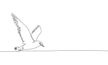 "Minimalist One-Line Bird Drawing: Capturing Nature’s Beauty in Simple Form"
