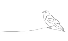 "Minimalist One-Line Bird Drawing: Capturing the Essence of a Small and Lively Creature"