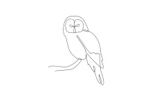 One Line Owl Drawing: Build Shape Recognition with Simple and Engaging Bird Art