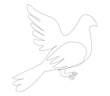 "One Line Pigeon Art: A Simplified Approach to Everyday Bird Forms"