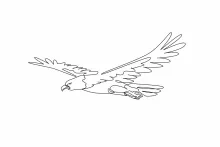 Bald Eagle in Flight One Line Drawing: Practice Dynamic Bird Shapes Simply