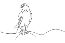 One Line Hawk Drawing: Practice Bird Features and Form with Simple Art Techniques