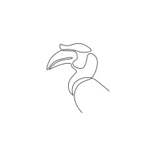 One Line Great Hornbill Head Drawing: Study Unique Beak Shapes Easily