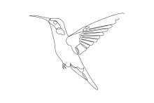 One Line Hummingbird Drawing: Simple Practice for Learning Movement and Shape