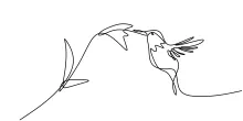 "One-Line Hummingbird Drawing: A Minimalist Approach to Capturing Swift Motion"
