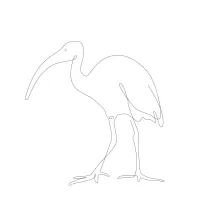 "Minimalist One-Line Ibis Drawing: Capturing an Exotic Wetland Wader in Simple Art"