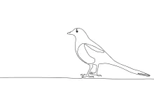 "One-Line Magpie Drawing: A Minimalist Study of an Intelligent and Social Bird"