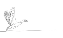 One-Line Mallard Duck Drawing: Learn to Sketch Common Water Birds Easily