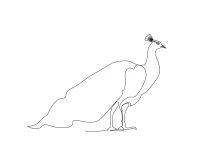 One Line Peacock Drawing: Learn to Draw Animal Form with Clear, Simple Lines