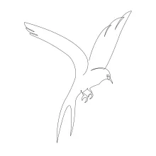 "One-Line Swallow Drawing: A Minimalist Approach to Capturing Swift Flight"