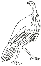 "One Line Turkey Drawing: A Simple Study of a Unique and Recognizable Bird"