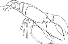 Simple One-Line Lobster Crayfish Drawing: Build Line Confidence with Marine Life Art