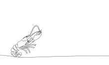 One-Line Shrimp Art: Learn Minimalist Animal Drawing for Beginners