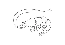 Creative One-Line Shrimp Sketching to Strengthen Artistic Observation Skills