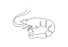 Minimalist Shrimp Drawing in One Line to Train Visual Thinking Skills