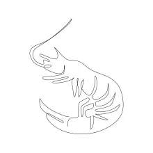 Quick and Easy Shrimp Drawing in One Line for Building Drawing Confidence