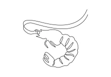 Beginner’s Guide to One-Line Shrimp Drawing for Motor Skill Development