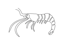 Educational Shrimp Drawing Using a Single Line for All Skill Levels