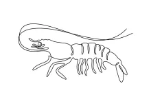 One-Line Art of a Shrimp to Teach Line Economy and Animal Proportions