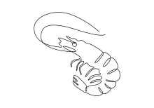 Try This One-Line Shrimp Drawing for a Quick and Relaxing Art Exercise