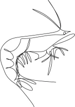One-Line Shrimp Drawing Activity: Perfect for Quick and Fun Drawing Practice