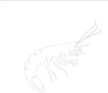 Practice One-Line Drawing with a Shrimp: Build Focus and Line Awareness