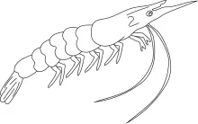 Quick One-Line Shrimp Drawing: A Beginner-Friendly Way to Improve Shape Recognition
