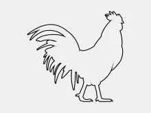 One-Line Chicken Drawing Tutorial: Simple Bird Shapes for Easy Art Practice