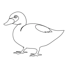 Easy Duck Drawing in One Line: Great Practice for Beginner Animal Artists