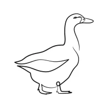 One-Line Duck Drawing: Practice Bird Art with Clear and Simple Steps