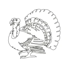 Turkey One-Line Drawing: Easy Way to Learn Bird Shapes and Features
