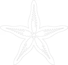 Sea star with five arms drawn using continuous line technique