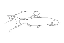 Fish One-Line Drawing: Great for Practicing Fins and Symmetry