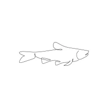 Simple Fish One-Line Drawing: Practice Curves and Fins Easily