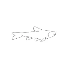 One-Line Drawing of a Fish: An Easy Start to Animal Sketching