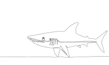Shark One-Line Drawing: A Strong Sea Creature to Strengthen Drawing Flow